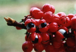 Guarana Augen